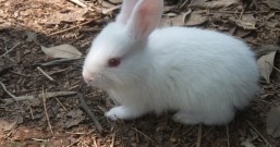 一只小白兔子去世了