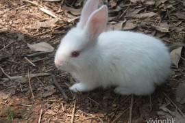 一只小白兔子去世了
