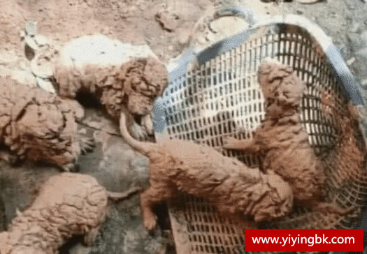 5只小狗在泥巴地里奄奄一息，小伙好心收养，洗干净后肠子都悔青了！