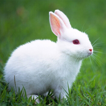 可爱漂亮的小白兔，www.yiyingbk.com