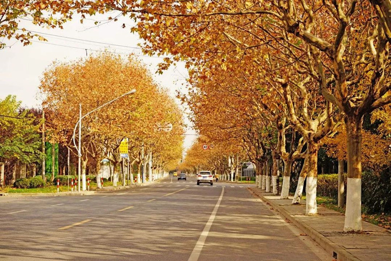 路两边的梧桐树，www.yiyingbk.com