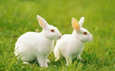 两只小兔子，www.yiyingbk.com