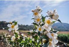 油茶花，www.yiyingbk.com