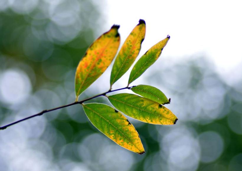 秋叶的飘香！www.yiyingbk.com